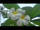 Island Flowers