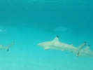 Snorkelling part 1